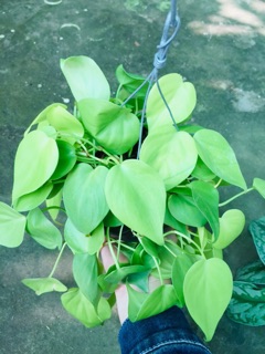 TRẦU BÀ TIM VÀNG GÁO DỪA