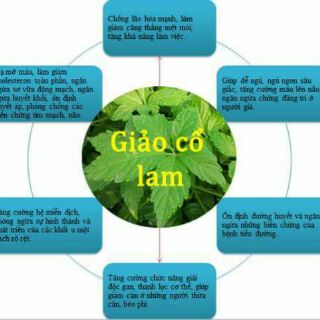 Cao Khô Giảo Cổ Lam