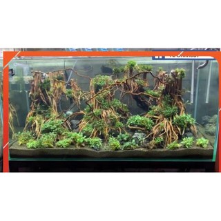 Lũa Rễ Rừng - Trang trí bố cục bể thuỷ sinh