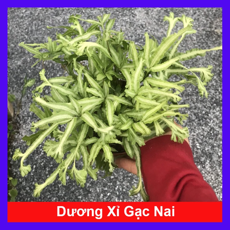Cây Dương Xỉ Gạc Nai - cây cảnh để bàn - caykiengsadec