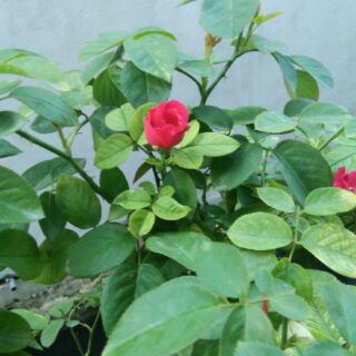 cây hoa hồng quế cao 100cm
