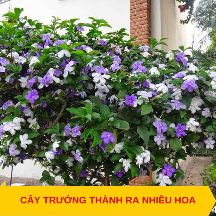 Cây hoa lài nhật - Hoa thơm - cây cao lớn