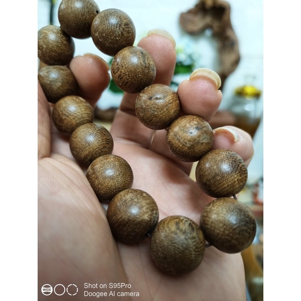 ☘️TRẦM(Kiến xanh☘️
