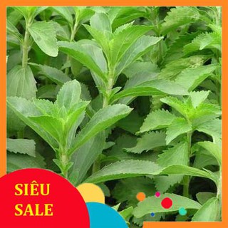 0.1g Hạt giống Cỏ ngọt (tặng gói Kích nẩy mầm và Hướng dẫn)