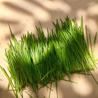 1kg Cỏ Lúa Mì (1kg)