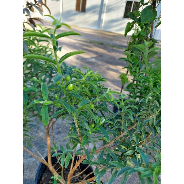 Cây ổi sẻ