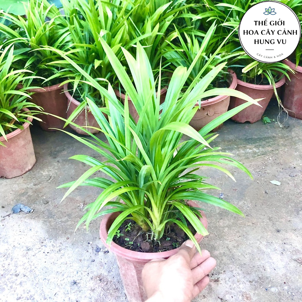 Cây lá nếp size trung - THẾ GIỚI HOA CÂY CẢNH - .