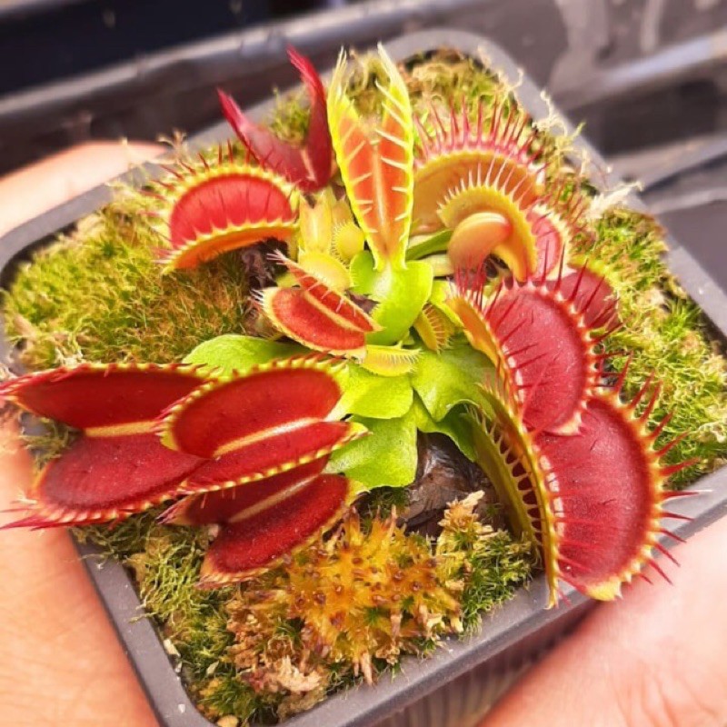 [FREESHIP] CÂY BẪY KẸP VENUS FLYTRAP, cây bắt mồi, cây bắt côn trùng, nắp ấm