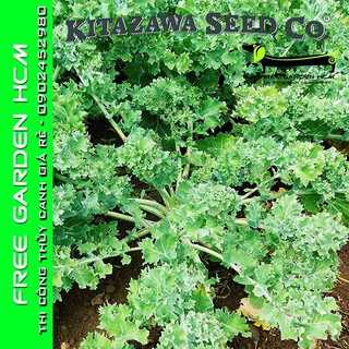 Combo 1200 hạt giống cải xoăn kale dwarf siberian improved – kitazawa – mỹ