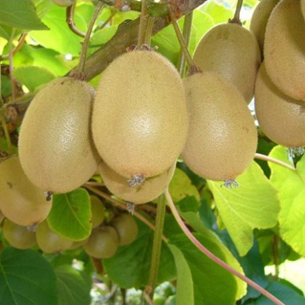 Hạt giống cây kiwi (gói 40 hạt, tặng kèm phân)
