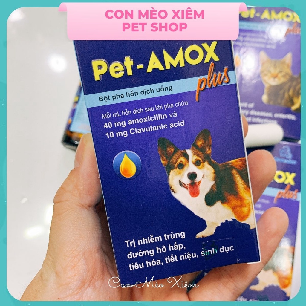 Siro cho chó mèo ngăn tiêu chảy, hô hấp, vết thương Vemedim amox plus Con Mèo Xiêm