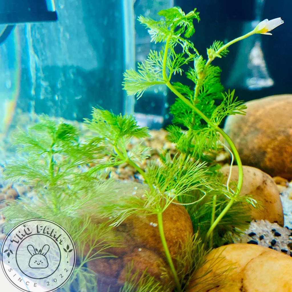 Tiểu Bảo Tháp cây thủy sinh trang trí bể thủy sinh cá cảnh