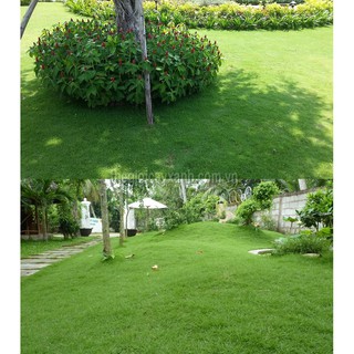 10GR - HẠT GIỐNG CỎ NHUNG NHẬT