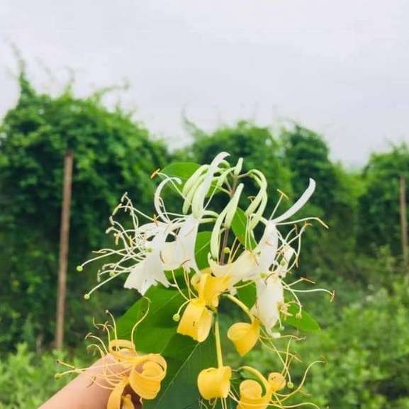 [CHÍNH HÃNG] Trà An Thái Sinh Dược 100% Thảo Dược -TRÀ THƯỢNG HẠNG TỪ THẢO DƯỢC QUÝ