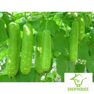 shophouse gói 10 hạt giống bầu xanh baby  SHOP HOUSE  TẾT KHUYẾN MẠI