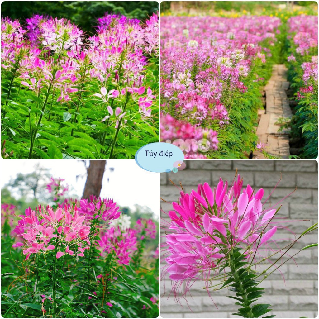 Hạt Giống Hoa Túy Điệp