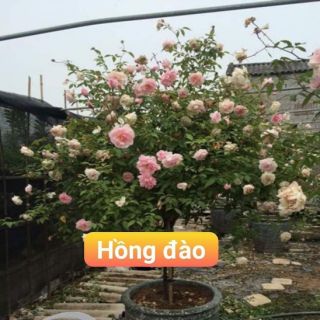 Hồng cành chiết, bụi, tree