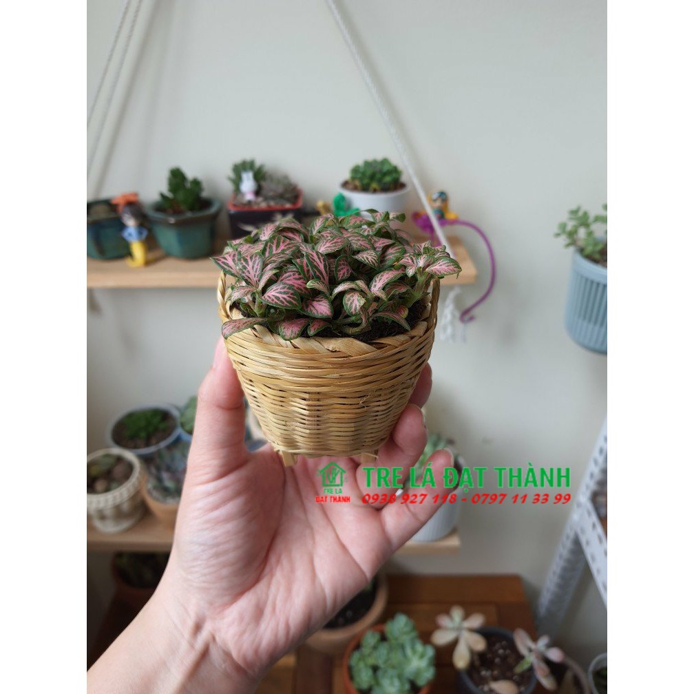 Giỏ mây tre, cần xé nhí  - Phụ kiện trang trí, chụp hình