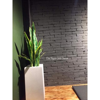 Cây lưỡi hổ giả 70cm