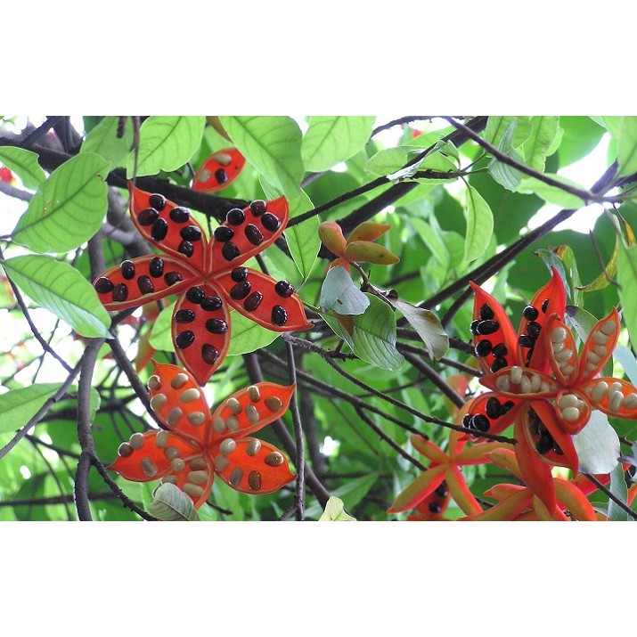 Cây Sang giống cao 50cm