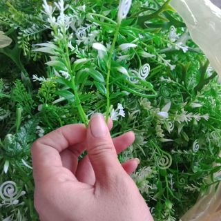 Cỏ điểm bán theo kg