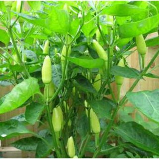 10h hạt giống ớt xiêm xanh thái lan , dễ trồng