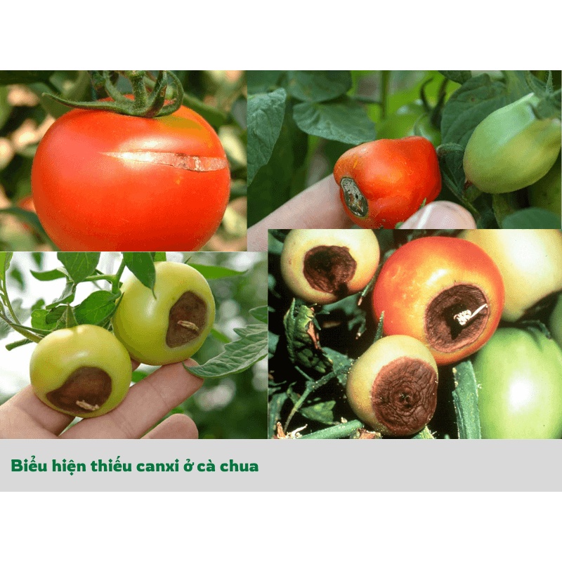 Phân bón Trung Lượng Siêu Canxi Bo chống nứt trái, xì mủ, biến dạng trái, chống nám quả, hạn chế rụng quả gói 40gr