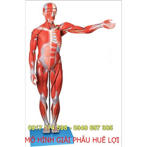 Mô hình hệ cơ và nội tạng toàn cơ thể 170cm cao cấp