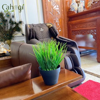 Cây Giả - Chậu Cây Lúa Non Để Bàn