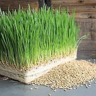 Gói 20 gram hạt giống mầm lúa mạch