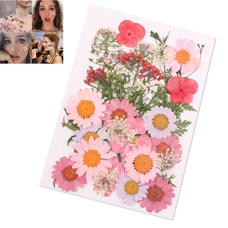 Túi hoa thật ép khô phụ kiện trang trí thiệp sổ thủ công