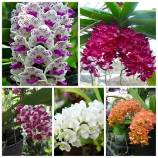 5 cây giống ngọc điểm nghinh xuân