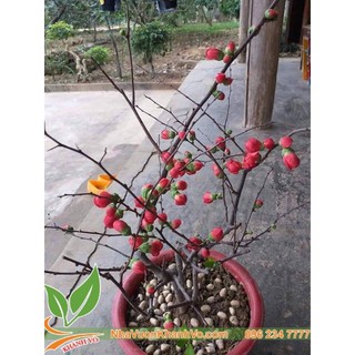 Cây Hoa Mai Đỏ