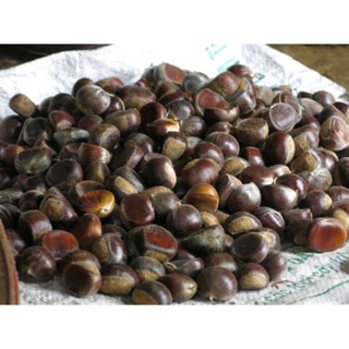 Hạt dẻ Cao Bằng