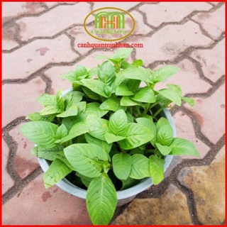 Cây quế vị -sá sị đặc sản Tây Ninh rau rừng cuốn bánh tráng bánh canh Trảng Bàng