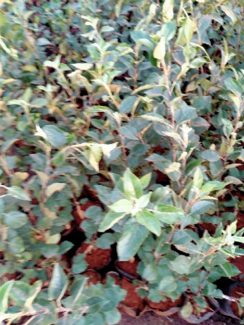 CÂY GIỐNG TÁO ĐỎ NHẬP KHẨU NGUYÊN CÂY