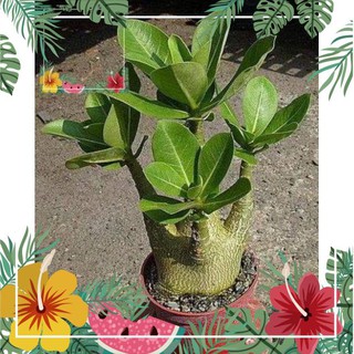 Green Garden -- Hạt giống sứ kim tử tháp (tặng thêm 3 hạt) ! o.Ô >< .