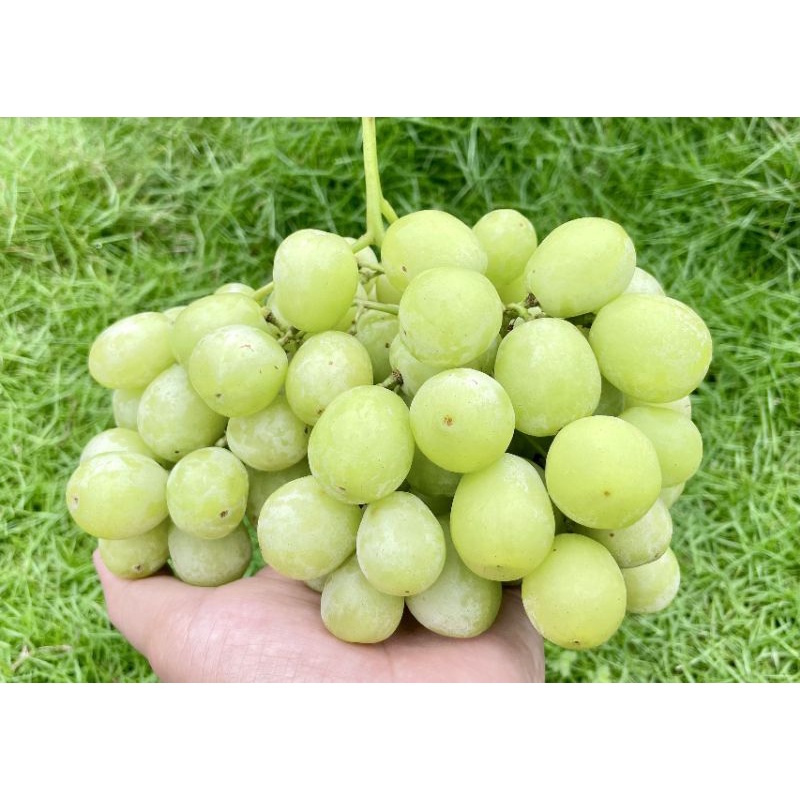 nho Mỹ xanh