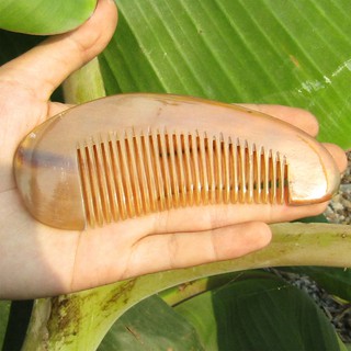 Lược Sừng mũi bưởi