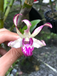 Hoa lan tia Chớp hổ mang số 1