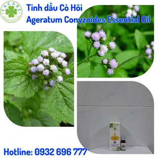 Tinh dầu hoa cỏ hôi/ hoa cứt lợn/ hoa ngũ sắc - 10ml