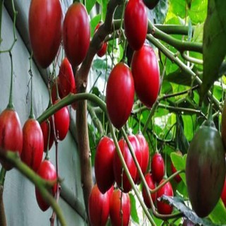 HẠT GIỐNG CÀ CHUA THÂN GỖ