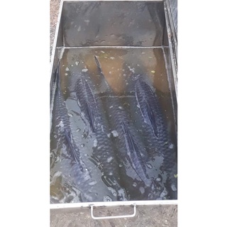 Mồi câu cá thuốc bắc