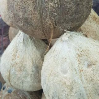 Dừa khô Bến Tre 1 trái