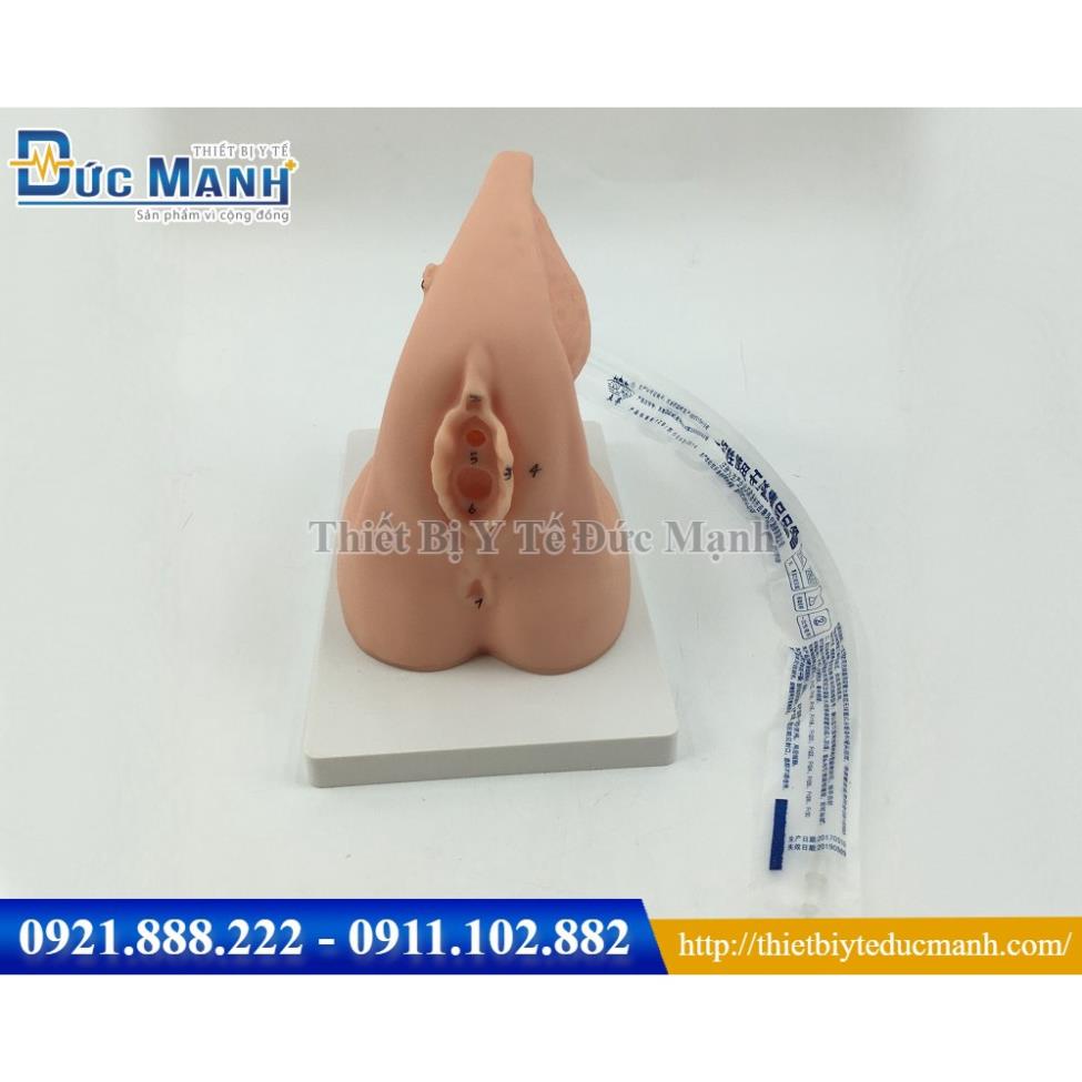 (Giá kho) Mô hình giải phẫu sinh dục nữ và thực hành đặt sonde tiểu nữ