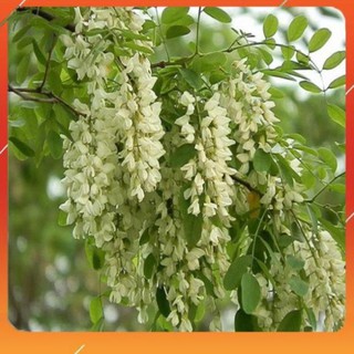 Cây giống cây hoa hòe ,cam kết giống chuẩn f1