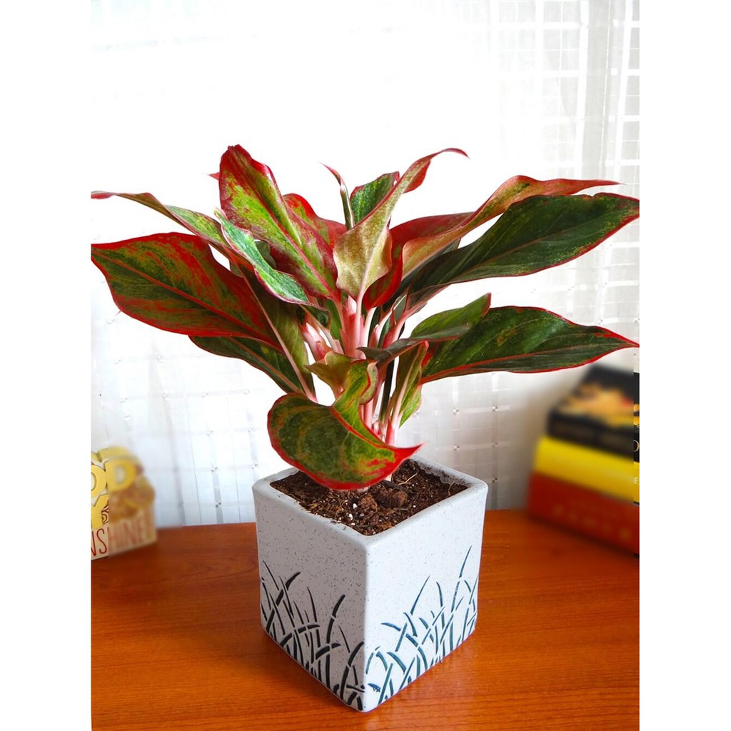 Cây Aglaonema Siam Aurora (Như Ý Hoàng Hậu Siam Aurora) kèm chậu thuỷ sinh hình trụ 2 lớp hồ lô