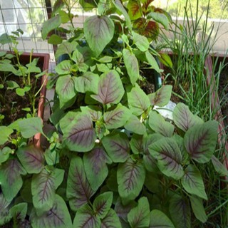 Hạt giống rau dền cơm gói 10gr