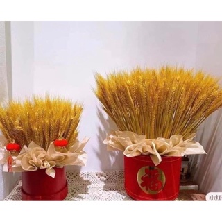 Bó 50 -100 cành lúa mạch khô trang trí