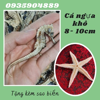 Tặng 2 con sao biển + 1 Con cá ngựa size 8-9cm